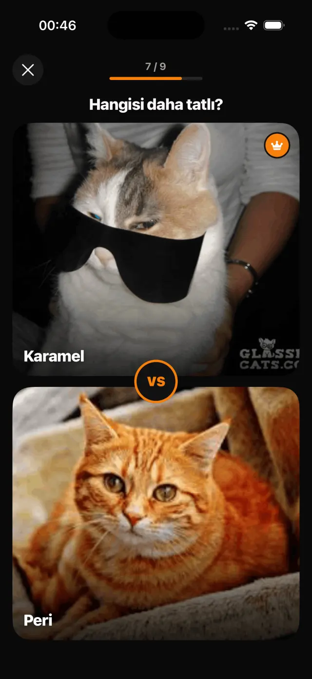 Günlük düello: hangi kedi daha tatlı?